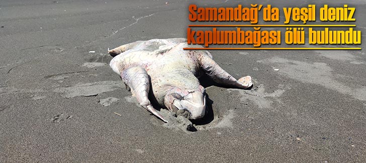 Hatay'da yeşil deniz kaplumbağası ölü bulundu