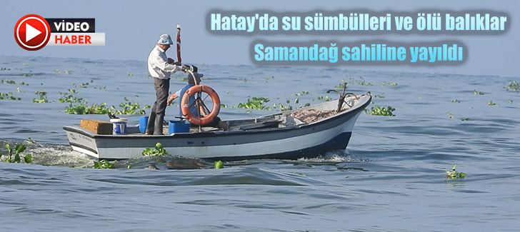  Hatay'da su sümbülleri ve ölü balıklar Samandağ sahiline yayıldı