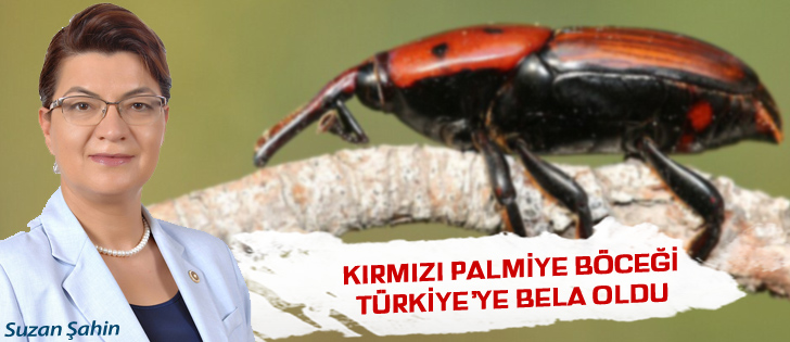  CHPli Şahin: Kırmızı Palmiye Böceği Türkiyeye Bela Oldu