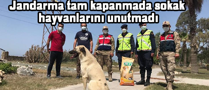 Jandarma tam kapanmada sokak hayvanlarını unutmadı