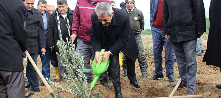 Arsuz'da 8 Bin Zeytin Fidanı Toprakla Buluştu
