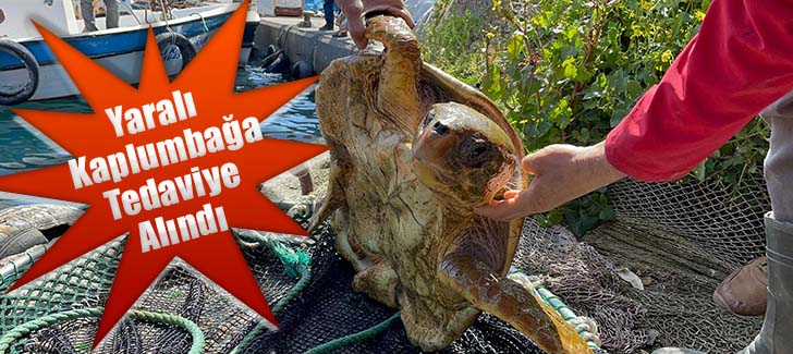 İskenderun'da yaralı halde bulunan deniz kaplumbağası tedaviye alındı