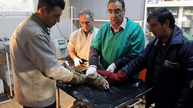 Gaziantep'de Yaralı Şahin Tedavi Edildi