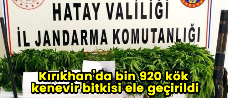 Kırıkhan'da bin 920 kök kenevir bitkisi ele geçirildi