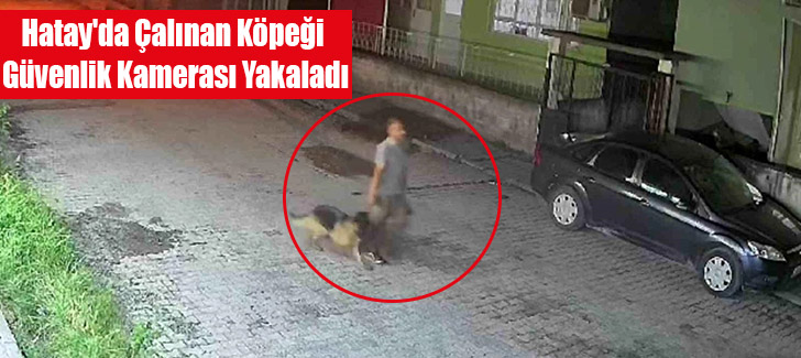 Hatay'da Çalınan Köpeği Güvenlik Kamerası Yakaladı