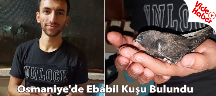 Osmaniye'de ebabil kuşu bulundu