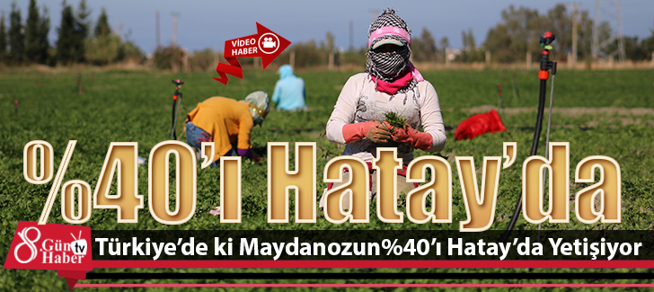 Türkiye'deki maydanozun yüzde 40'ı Hatay'da yetişiyor