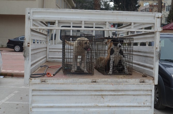 Kırıkhan'daki Sahipsiz Köpekler Barınağa Götürüldü
