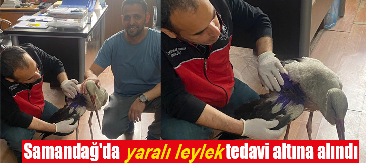 Samandağ'da yaralı leylek tedavi altına alındı