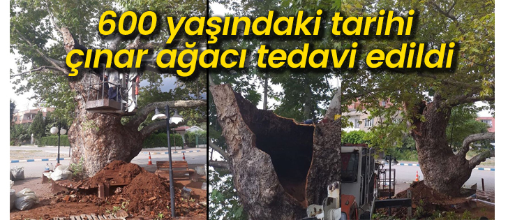 600 yaşındaki tarihi çınar ağacı tedavi edildi