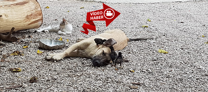 Anneleri Ölen 6 Civcive Evin Köpeği 'Aslan' Annelik Yapıyor