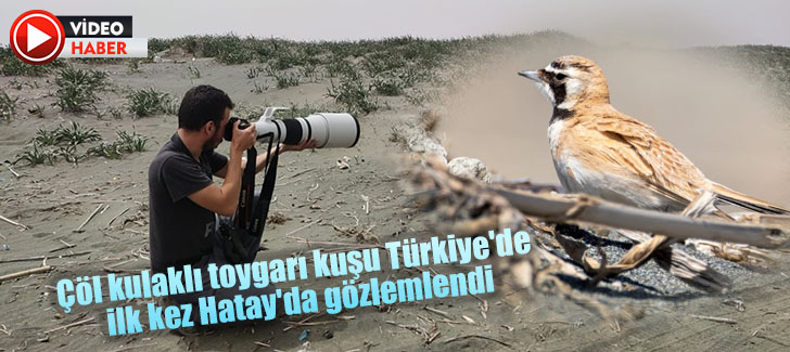 Çöl kulaklı toygarı kuşu Türkiye'de ilk kez Hatay'da gözlemlendi
