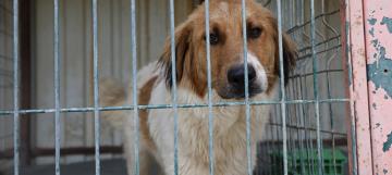 “Karantina kafeslerinde bakılan 12 köpeğin tedavi süreçleri devam ediyor”