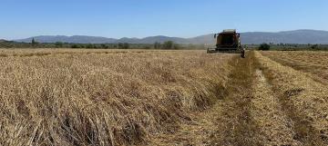 Kışın bol yağış alan Hatay'da bereketli buğday hasadı