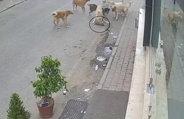 Kan donduran görüntü: 8 köpeğin kediyi telef ettiği anlar kamerada