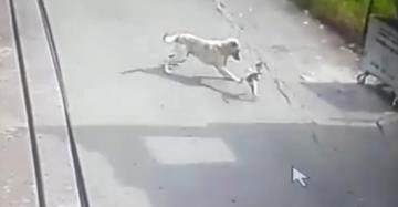 Köpeğin saldırısına uğrayan kedi telef oldu
