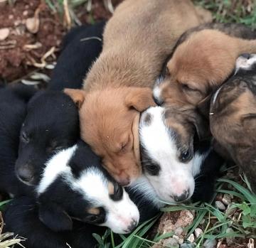 Çuvalda ölüme terk edilen köpek yavrularını çocuklar kurtardı