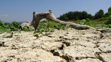 Aslantaş Barajında korkutan kuraklık manzarası