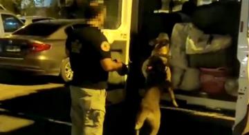 Narkotik köpeği 'Poyraz' uyuşturucuya geçit vermiyor