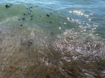 Hatay'da sahile vuran petrol atıklarına rağmen denizde yüzdüler