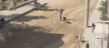 Sürü halinde gezen köpeklerin vatandaşa saldırı anı kamerada