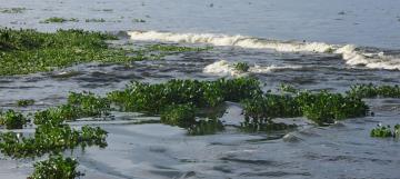 Hatay'da su sümbülleri ve ölü balıklar Samandağ sahiline yayıldı