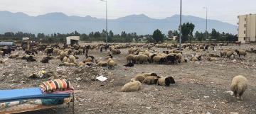 Tarım Ürünleri Koyun Sürüsü İstilasında  Çiftçinin Zararı Büyük !