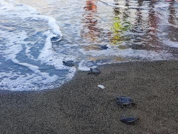 Yavru Kaplumbağaların Deniz Yolculuğu Sürüyor