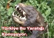 Türkiye Bu Yaratığı Konuşuyor !