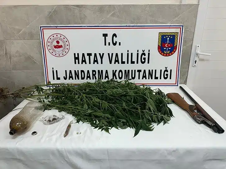 Payas’ta Evinin Bahçesinde Hint Keneviri Yetiştiren Şahıs Yakayı Ele Verdi