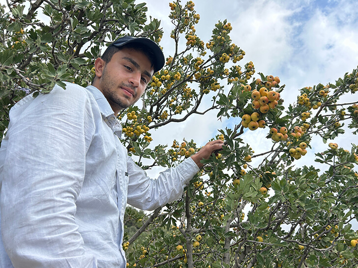 Hatay’da şifa deposu alıç hasadı başladı