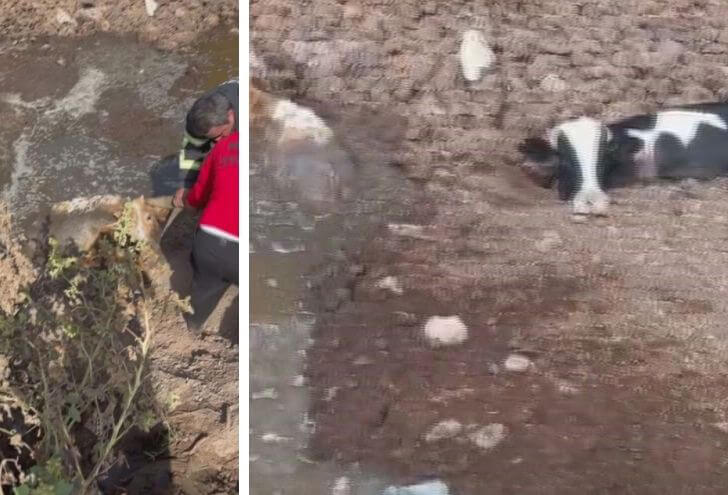 Balçığa saplanan 3 inek zorlu çalışmayla kurtarıldı