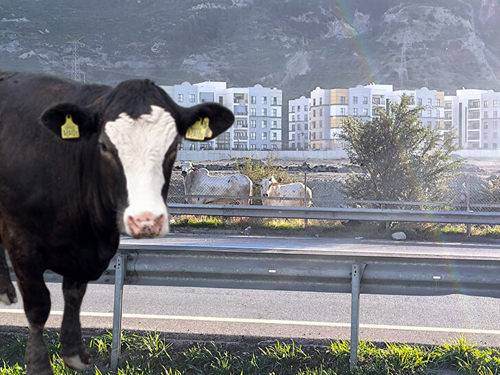 Ölüm Getiren Kazadan Sonra Anguslar Şehre İndi!