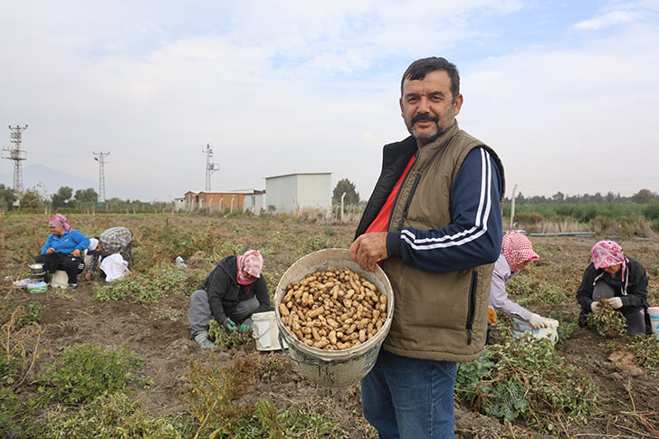 Kuraklığın rekolteyi etkilediği yer fıstığında hasat başladı!
