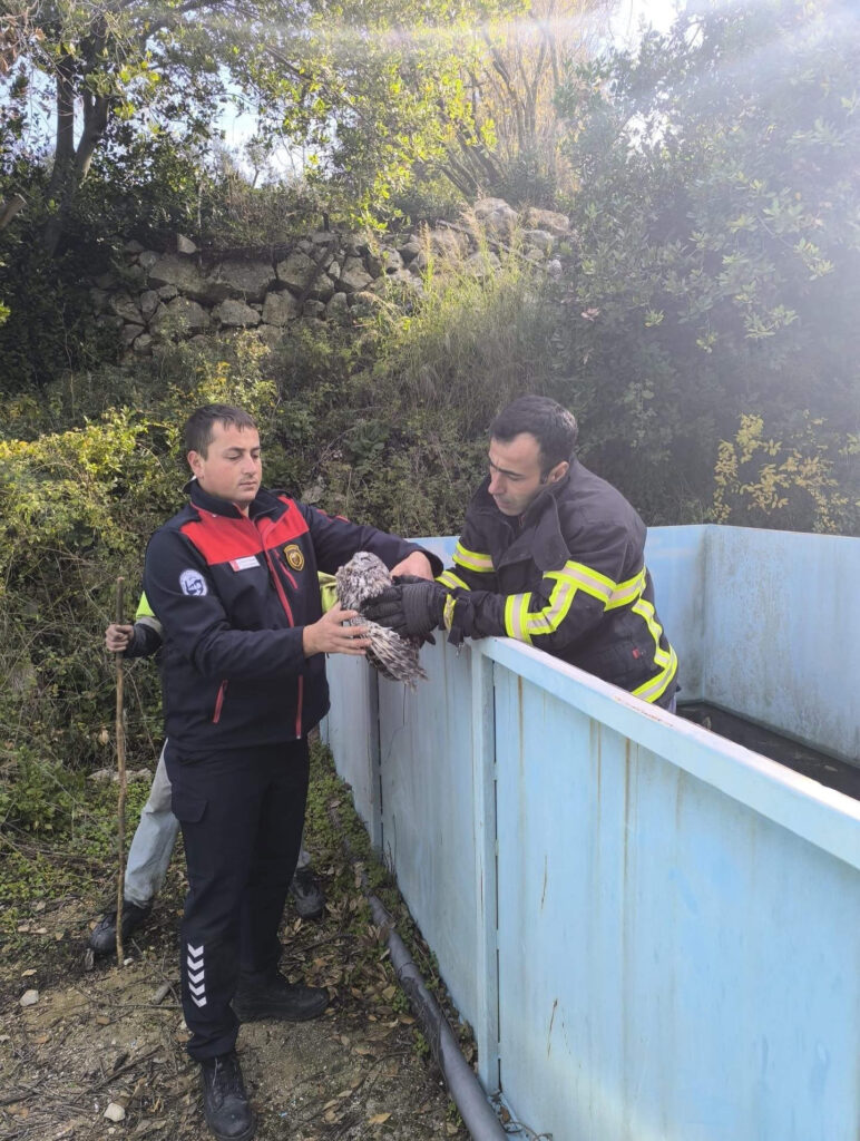 Yayladağı’nda baykuş kurtarma operasyonu!