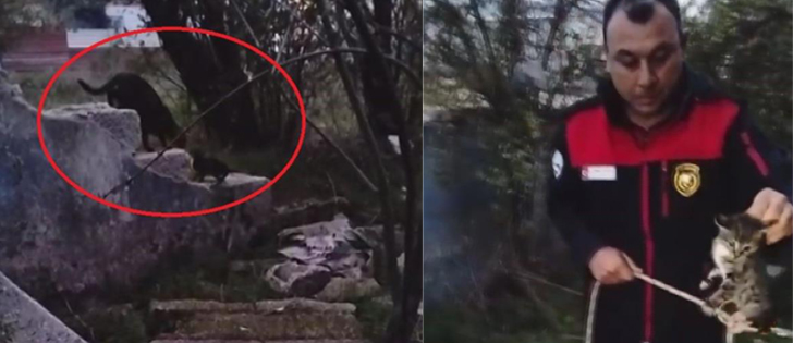 Su Kuyusunda Mahsur Kalan Yavru Kedi, Kurtarılarak Annesine Teslim Edildi