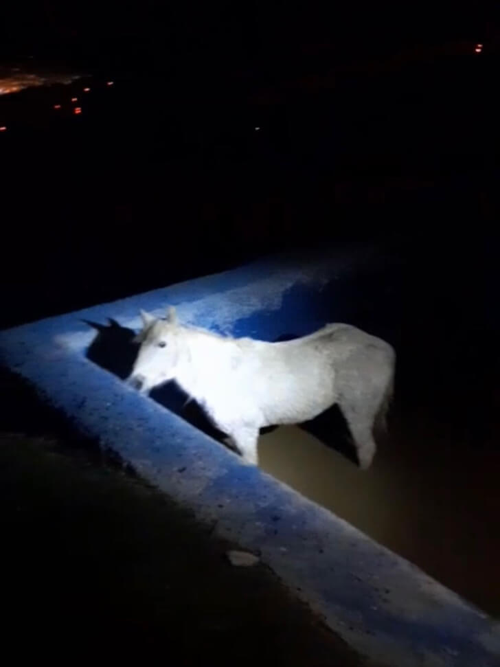 Havuza düşerek mahsur kalan atı itfaiyeciler kurtardı!