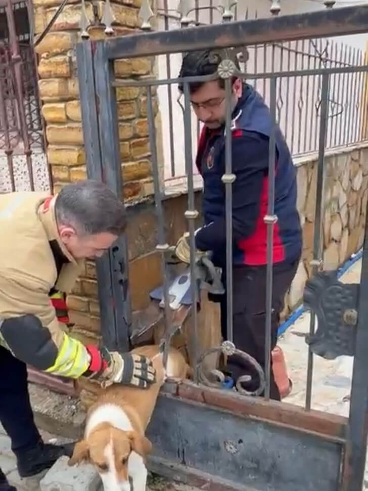 Demir korkuluklara sıkışan köpeği itfaiye kurtardı
