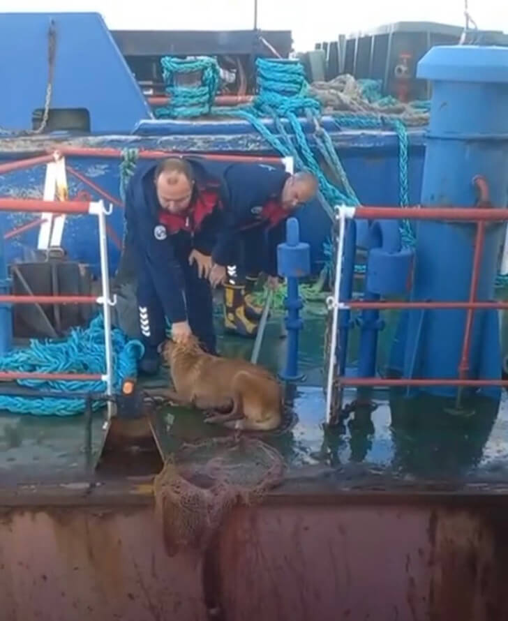 Gemiden denize düşen köpeği itfaiye kurtardı!