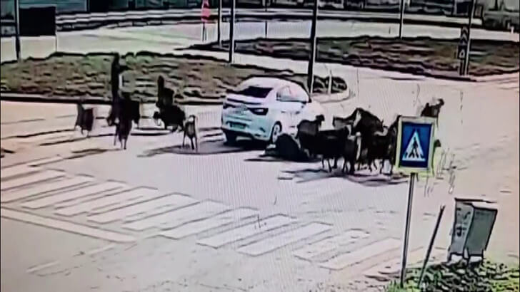 Otomobilin koyun sürüsünün arasına daldığı anlar kamerada!