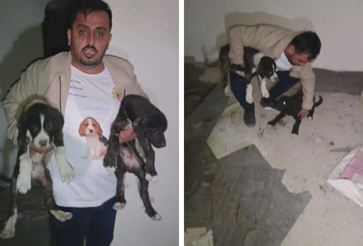Ağır Hasarlı Binadan Yavru Köpekleri Kurtardı!