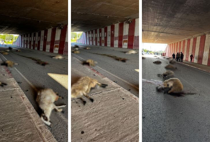Otomobil sürüye daldı, 17 koyun telef oldu!