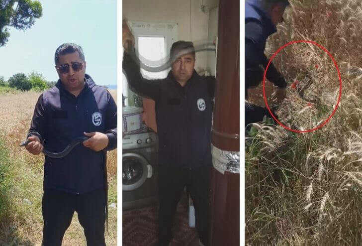 Yaşlı Kadının Evine Giren Karayılanı Çıplak Elle Yakaladı!