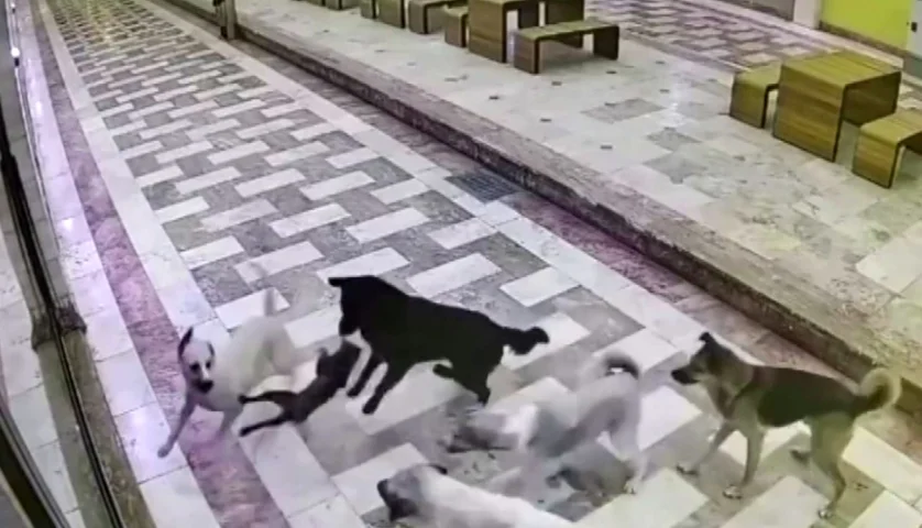 Kedinin 6 Sokak Köpeğiyle Mücadelesi Güvenlik Kamerasında