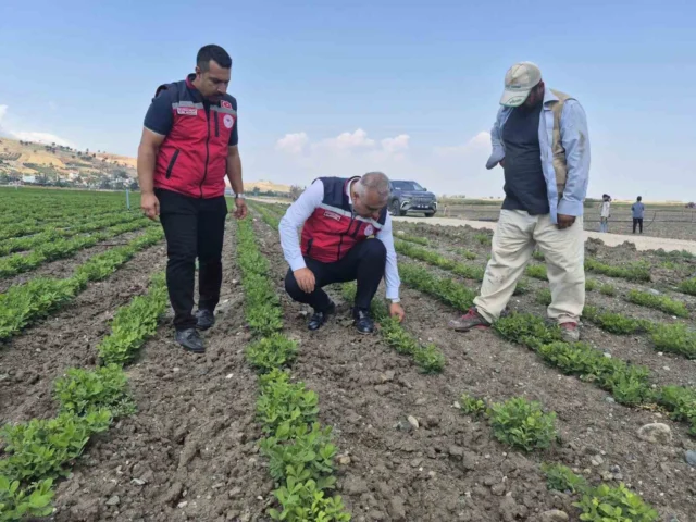 Antakya’da Yer Fıstığı Üretimi Alanları İncelendi