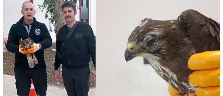 Devriye Attığı Esnada Binaya Çarpan Yaralı Şahini Kurtardı