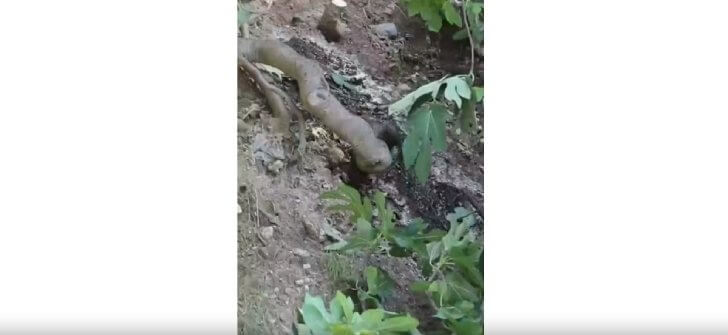 Koku Sebebiyle Yapılan Kontrolde Ağaca Asılı Ceset Bulundu