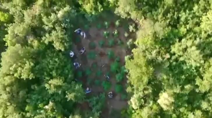 Ormanı Kenevir Tarlasına Çevirmiş!