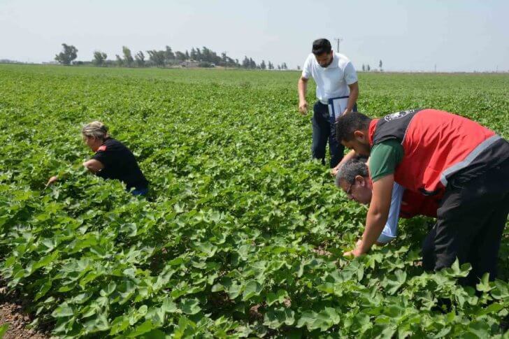 Hatay’da Tohum Gelişimi Sahada Kontrol Edildi